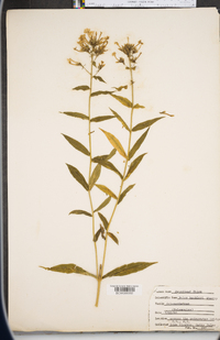 Phlox buckleyi image